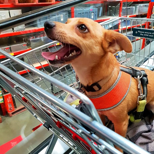  scrappy doo in trolley dog 540x540